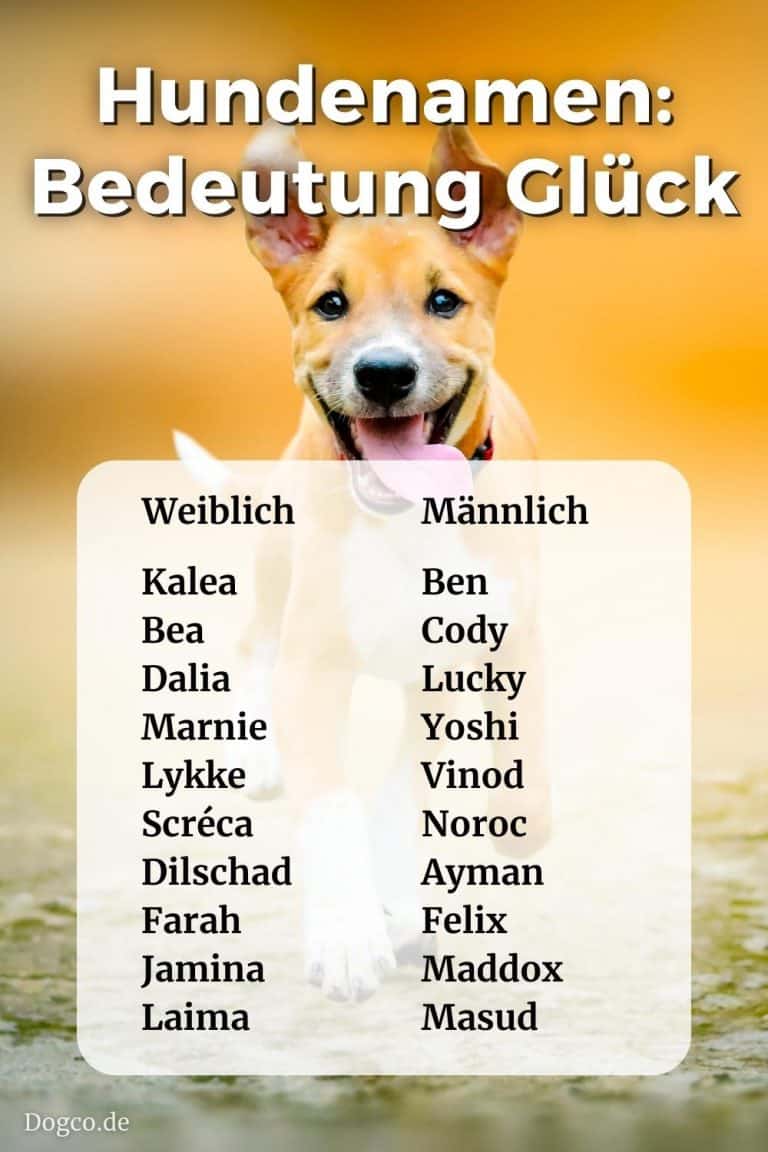 Bedeutung Von Hundenamen