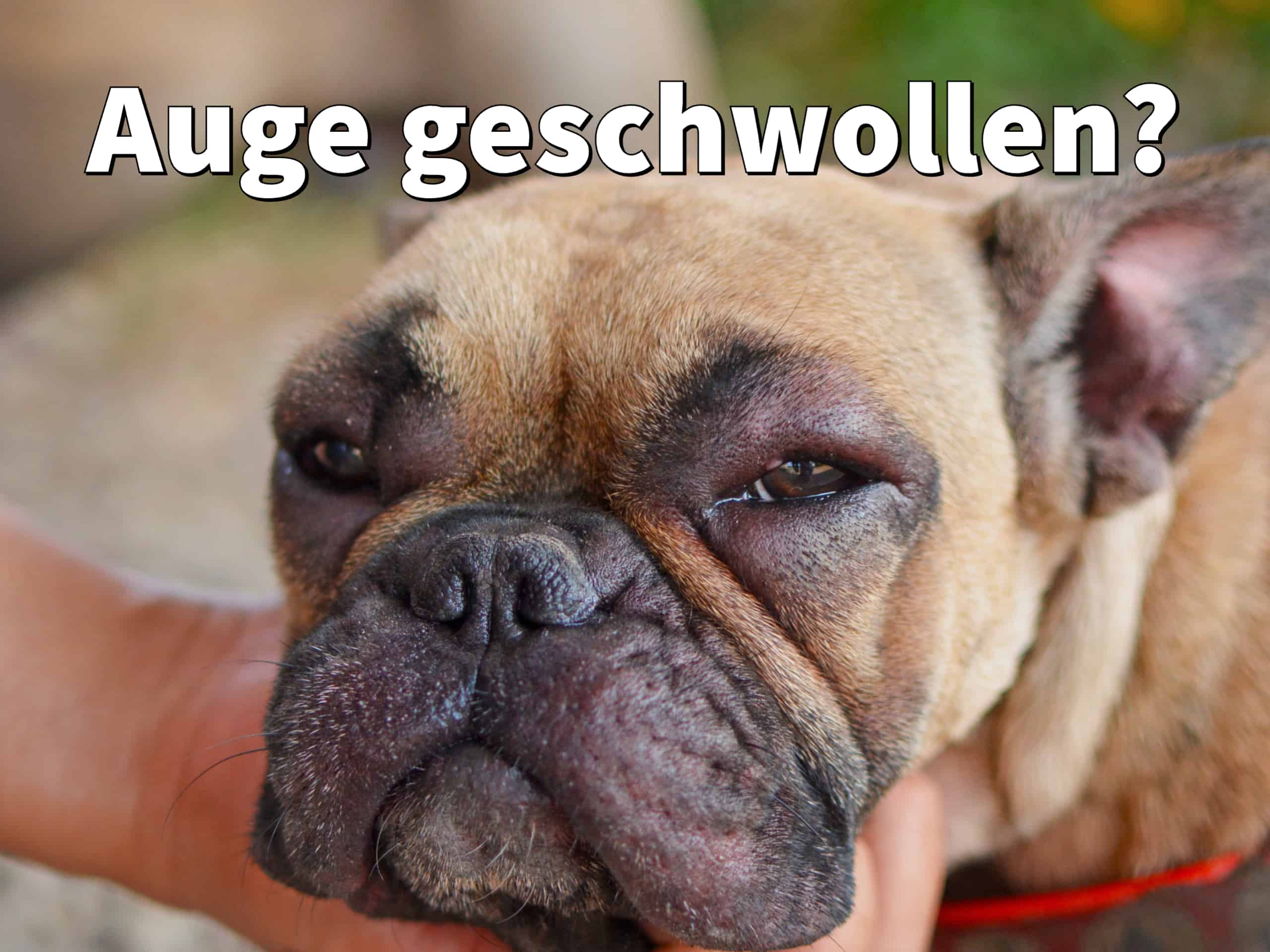 Plötzliche Schwellung Im Gesicht Hund dogco.de