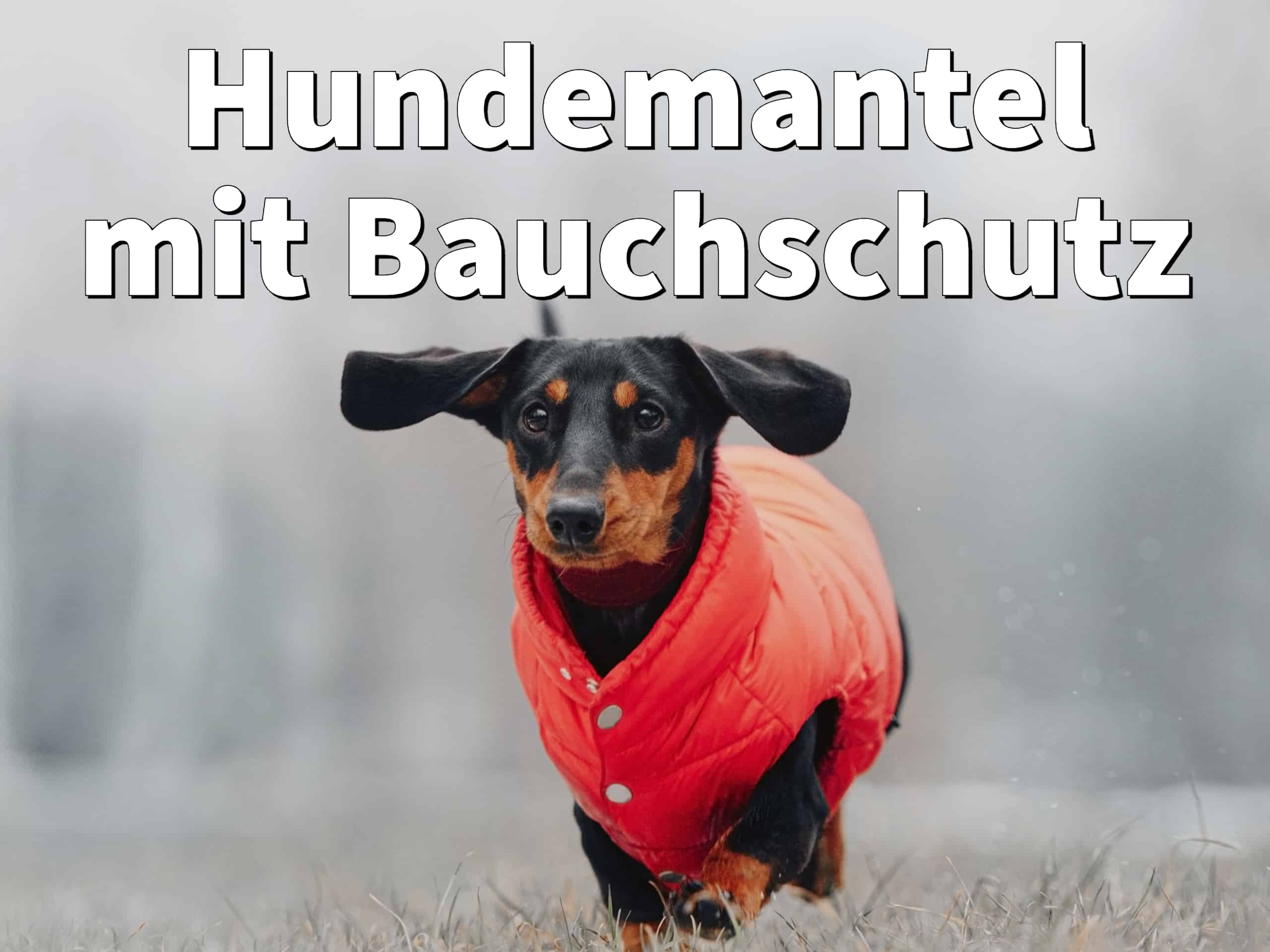 trockenfutter hund mit pferd Pferdefleisch-Trockenfutter getreidefrei – Hochwertig & bekömmlich main image 1