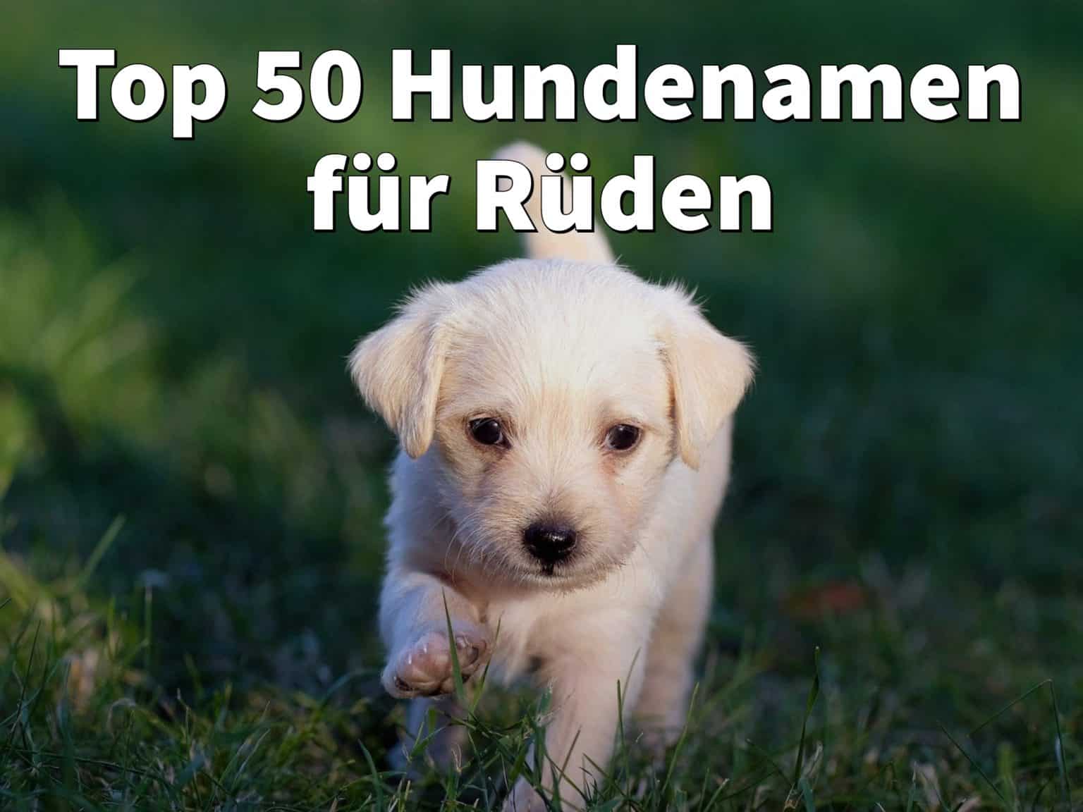 Rüden Namen Mit B