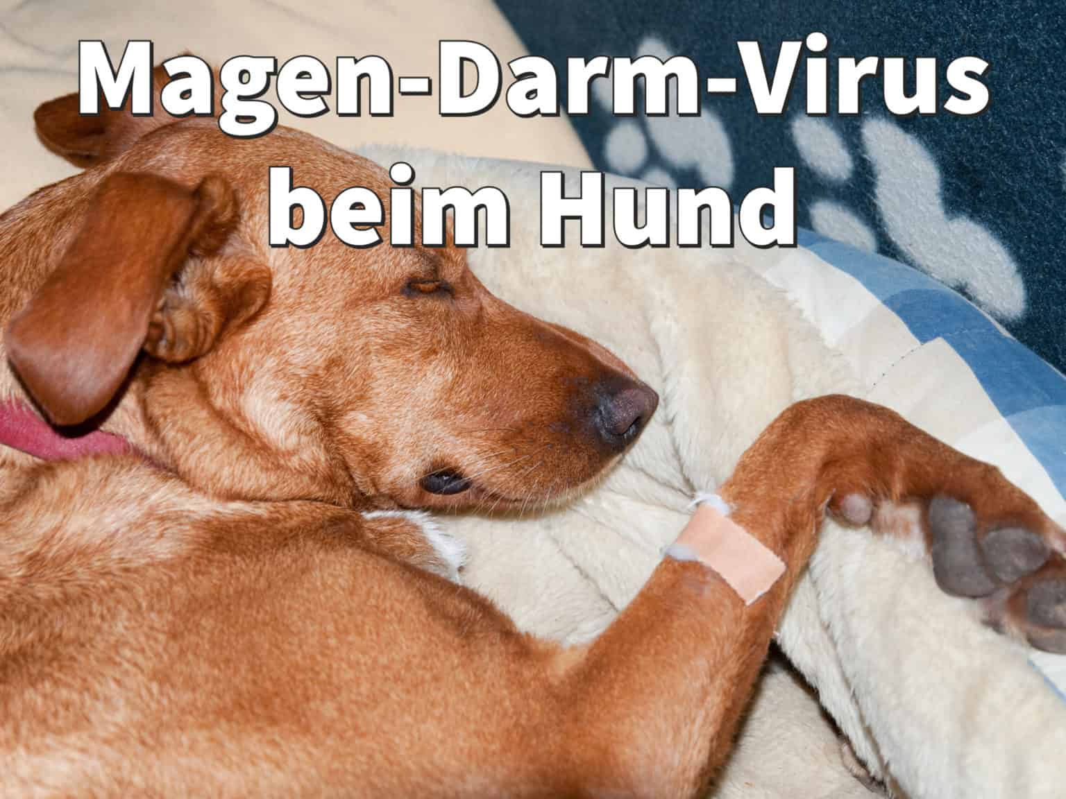 Magen Darm Virus Bei Hunden dogco.de
