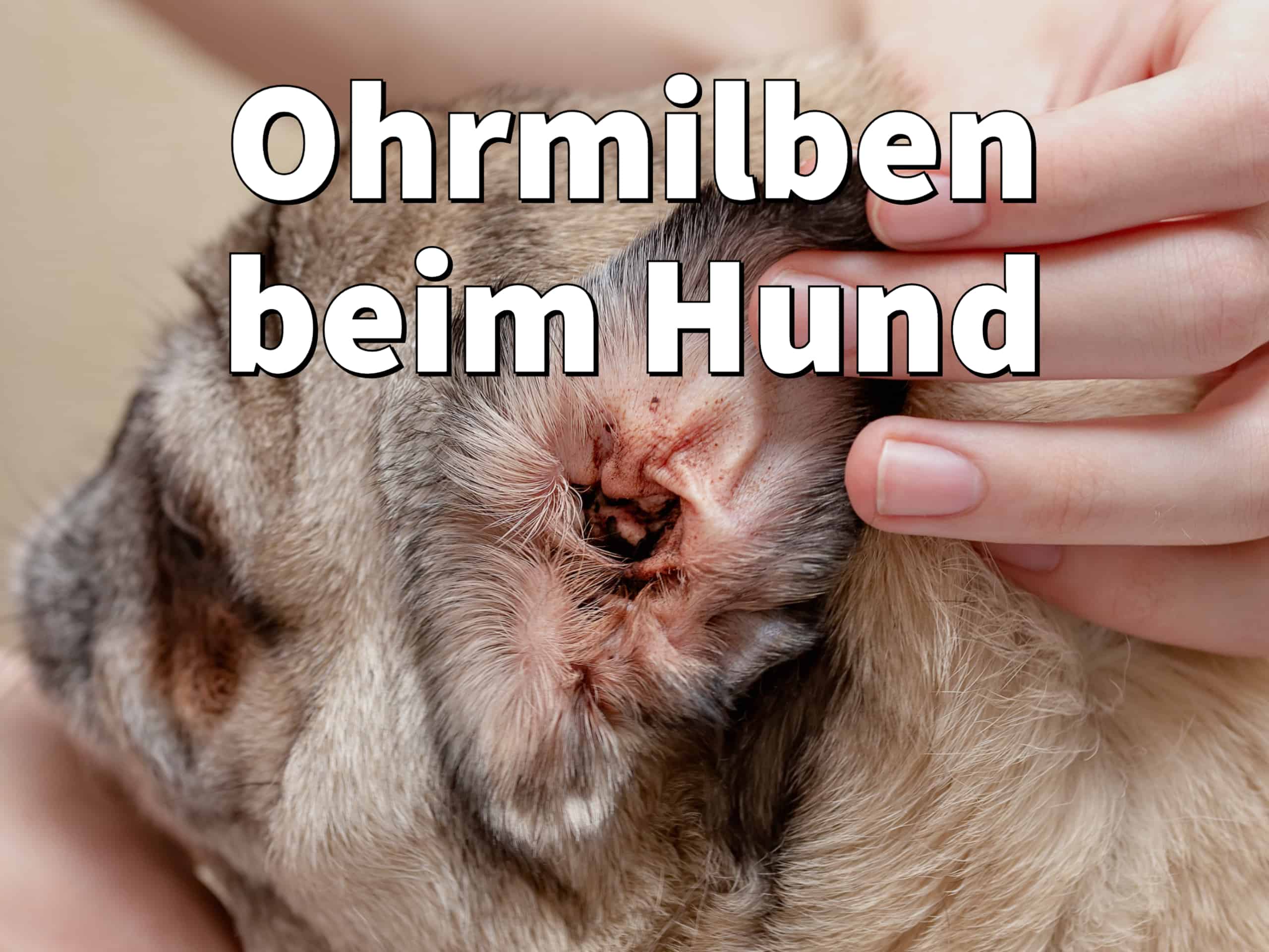 Wie Sehen Ohrmilben Beim Hund Aus dogco.de