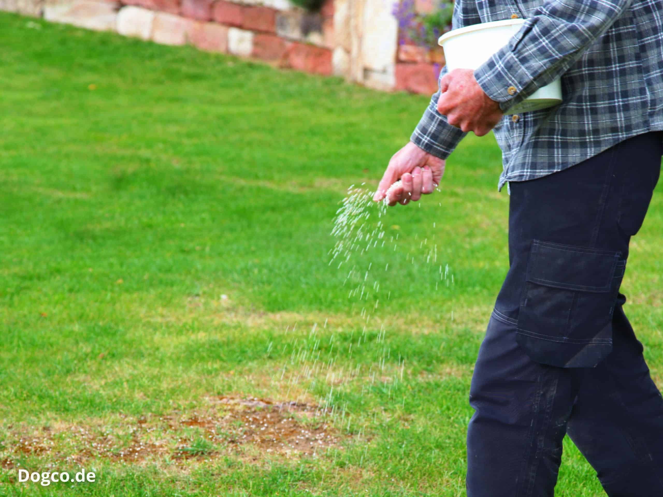 Wann Rasen dngen: Im Frhjahr 2026 (mit Hund im Garten)?