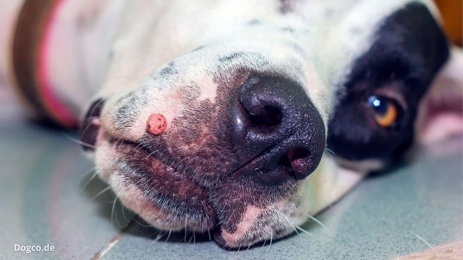Wie Sehen Warzen Beim Hund Aus Bilder