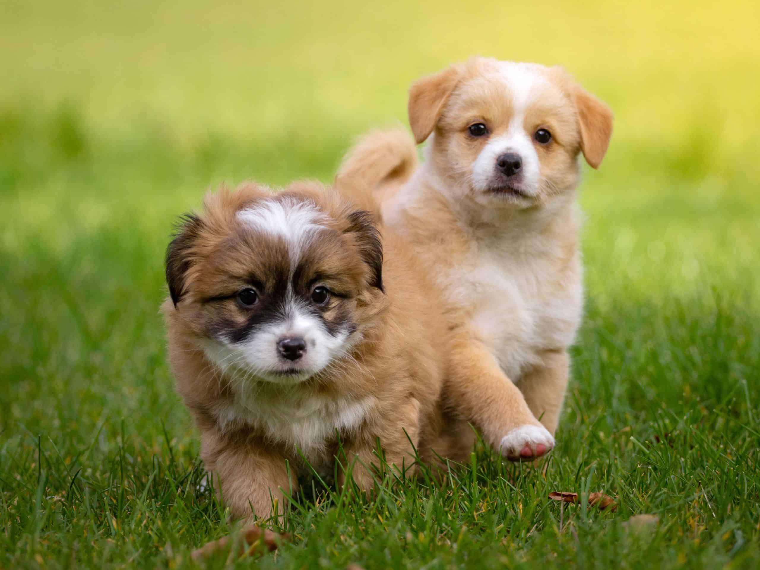 Welcher Rasendnger ist hundefreundlich? (Bester Dnger )