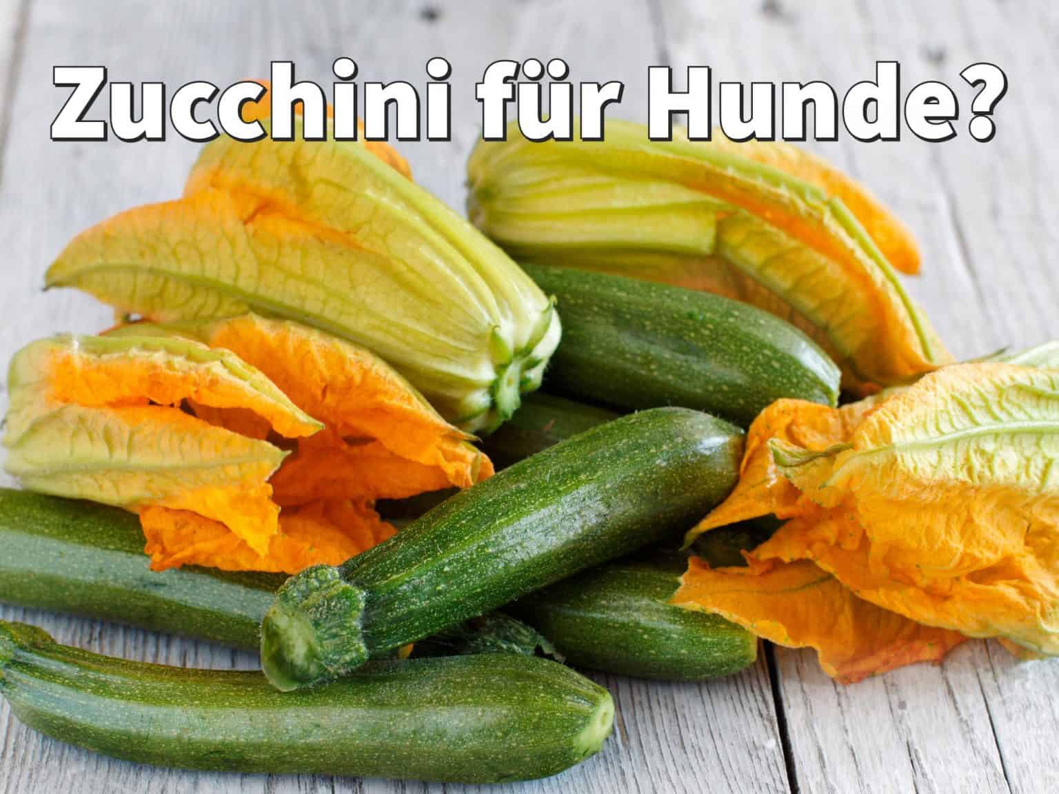 Durfen Hunde Gekochte Zucchini Essen